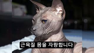 털없는 고양이 다섯가지 종류