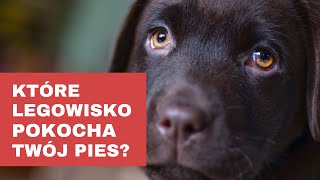 Jakie legowisko dla psa wybrać? Sprawdzamy możliwości