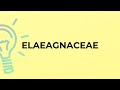 What is the meaning of the word ELAEAGNACEAE?