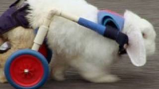 Special Needs Pets | Rabbit Run | Channel 4