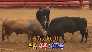 청도소싸움 2023.10. 01 제8경기  병종  흑곰 / 용주골