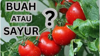 Apakah Tomat Termasuk Buah Atau Sayur?