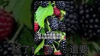 【抗 紫外線】桑葚：富含抗氧化劑，護皮膚細胞免受 紫外線傷害，抵抗 紫外綫！7