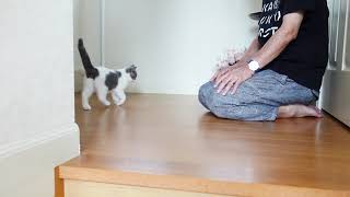 2か月の子猫ちゃん初めての階段上り下り出来るかな？