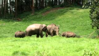 Wild elephants in Mattupetty