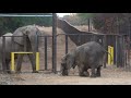 The Elephant Sanctuary | Artie and Nosey Greet Each Other