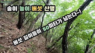 송이 능이 버섯 산행 버섯 길이가 50미터가 넘는다