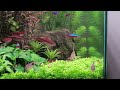 high tech planted tank. Aquarium  fish feeding time.