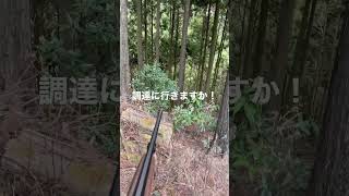 【5頭のボーダーコリー 】ご飯調達に山の中へ！【猟師かあさん、本日も猟】