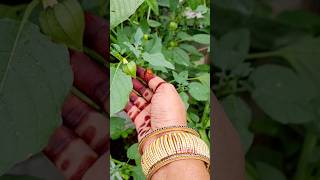 ఈ మొక్క ఎంతమందికి తెలుసు.బూసర కాయ | Physalis angulata | Cape Gooseberry#shorts #youtubeshorts