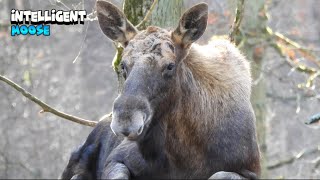 Smart Moose Relaxing After Finding a Safe Spot