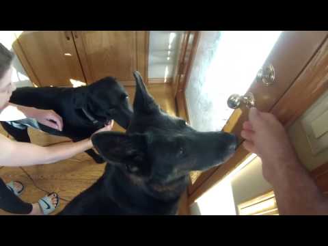 1 Clever Trick For Calming Down Over Excited Dogs 1 Clever Trick For Calming Down Over Excited Dogs