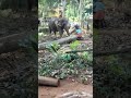 elephant at valapuram kerala മരം വലിക്കുന്ന ആന