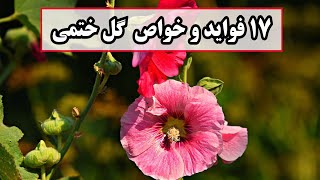 فواید و خواص گل ختمی که از آن بی خبر هستید