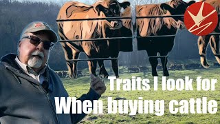 Traits I Look For When Buying Cattle