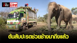 Live ! ต้นสับปะรดช่วยช้างตกงานมาถึงแล้ว ขอบคุณน้ำใจจากลูกเพจ | อีจัน EJAN