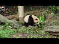 20210327 路倒吸引媽注意的圓寶，媽忙著吃沒空看孩子耍寶 the giant panda yuan bao and yuan yuan