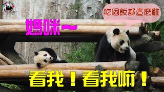 20210327 路倒吸引媽注意的圓寶，媽忙著吃沒空看孩子耍寶 The Giant Panda Yuan Bao and Yuan Yuan