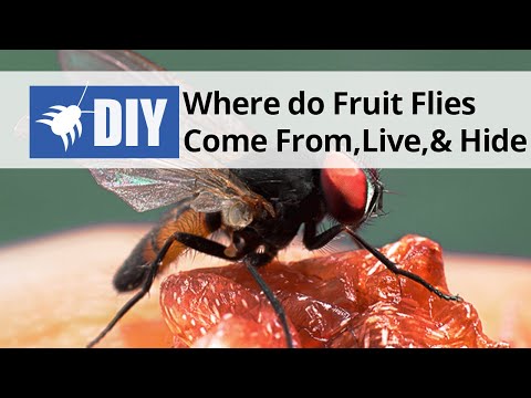 Where do Fruit Flies Come From, Live, and Hide Where do Fruit Flies Come From, Live, and Hide