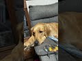 落ち込み方が人間ぽい犬　 golden retriever short、 ＃犬おもしろ動画