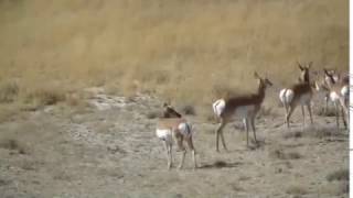 Pronghorn Antelope