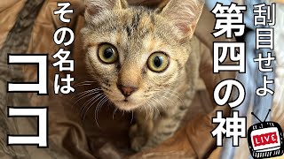 猫と暮らせば人生のたいていの問題は解決する50の理由