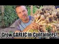 How to Plant Garlic in Containers