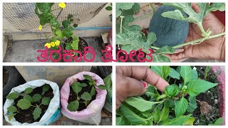 ನನ್ನ ತರಕಾರಿ ತೋಟ ll ಏನೇನು ತರಕಾರಿ ಇದೆ ನೋಡಿ vegetable garden