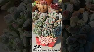 라울 : Korean succulent plants