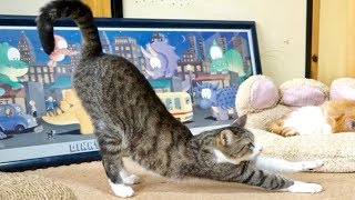 猫の伸び5連発【おはぎ編】