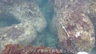 【魚突き動画その23】浅場突行 水深5m以浅の魚突き