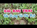 Những Bài Thuốc Dân Gian Chữa Bệnh Từ Cây RAU TRAI ( Thài Lài )