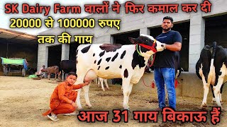 20000 से 100000 रुपए तक की 31 गाय बिकाऊ। 31 cows for sale worth 20000 to 100000 rupees.