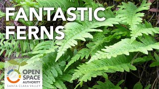 Fantastic Ferns