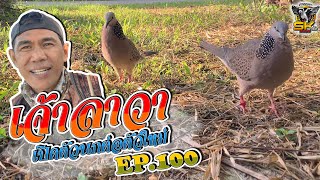 ต่อนกเขาใหญ่ | เจ้าลาวา | เปิดตัวนกต่อตัวใหม่  EP.100