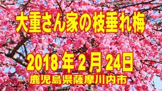 大重さん家の枝垂れ梅 2018 FDR-AXP35+YI 4K