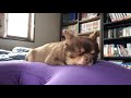 可愛い寝顔のチワワです【sleepingchihuahua１１】