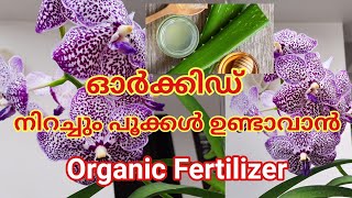 Alovera Organic Fertilizer For Orchids / ഓർക്കിഡ് നിറച്ച് പൂക്കൾ ഉണ്ടാവാൻ ഇത് കൊടുക്കൂ