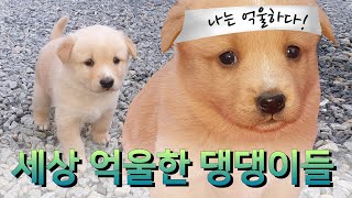 세상 억울한 댕댕이들 (The world's sad puppies - Eng sub) | 진돗개와 시고르자브종 사이