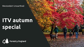 ITV special - Spectacular display of autumnal colour at Westonbirt Arboretum