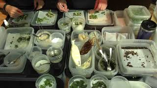 Busy Kitchen Service at restaurant Noma in Copenhagen, Denmark