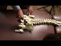 Chiropractic Spinal Evaluation and Adjustments Explained and Demonstrated