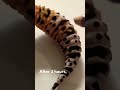 Realistic lizard drawing