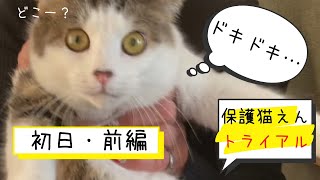 保護猫トライアル【初日/前編】えんがわが家にやってきた！　Protective cat trial [first day / first part]