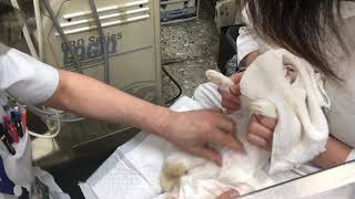 ①偽妊娠、乳腺炎、胃腸機能低下症、慢性腎臓病ステージ１、左後肢第２指爪折、ミニウサギのレアちゃんの診察、治療