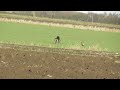 dolly hare coursing winter 6 year old