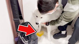 大好きパパの帰宅に興奮しすぎて嬉ションが止まらなくなったサモエド犬！