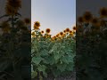 #sunflower#sunset#vibes#goodtosee#relaxingvideo #bgm#mobipic#shorts#