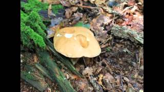 Gemeine Gallenröhrling (Tylopilus felleus)