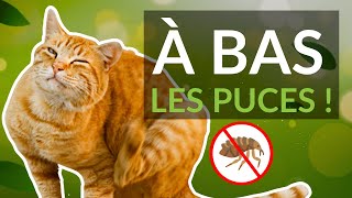 Dis STOP aux Puces ! 5 ANTI-PUCES Naturels